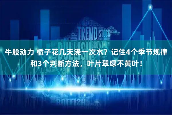 牛股动力 栀子花几天浇一次水？记住4个季节规律和3个判断方法，叶片翠绿不黄叶！